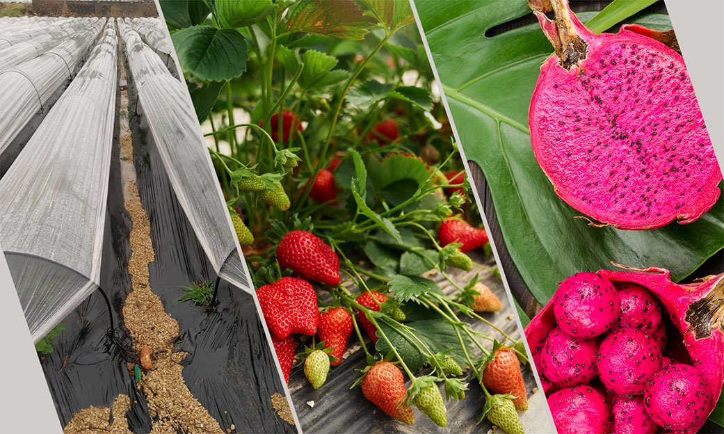 Venta-de-plantas-de-fresa-freson-pitaya-y-suministros-agricolas